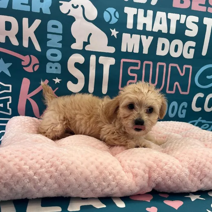 Male Chipoo Puppy for Sale in Charlotte, NC