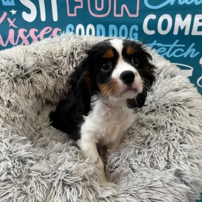 Male Cavalier King Charles Spaniel Puppy for Sale in Charlotte, NC