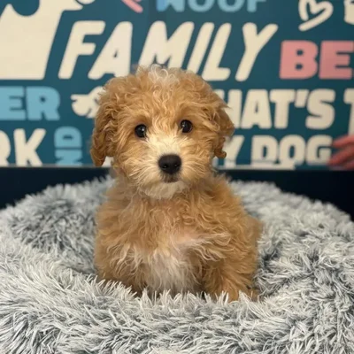 Male Maltipoo Puppy for Sale in Charlotte, NC