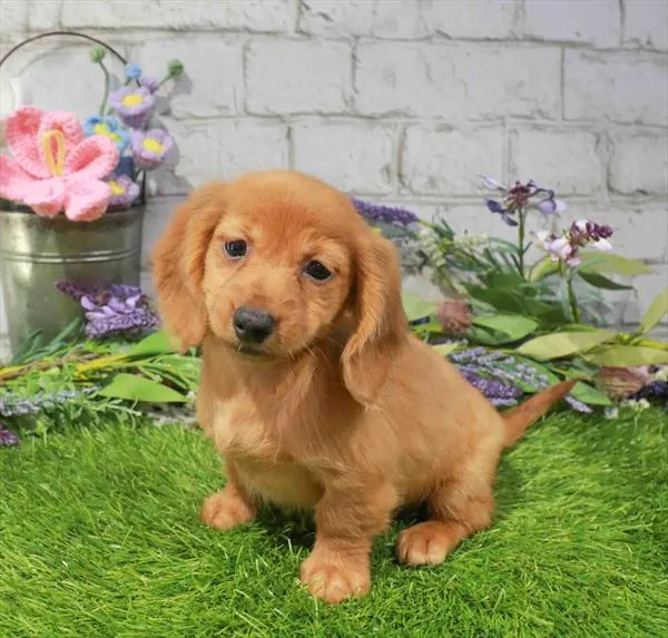 Female Dachshund puppy for sale at Waggles Greensboro.