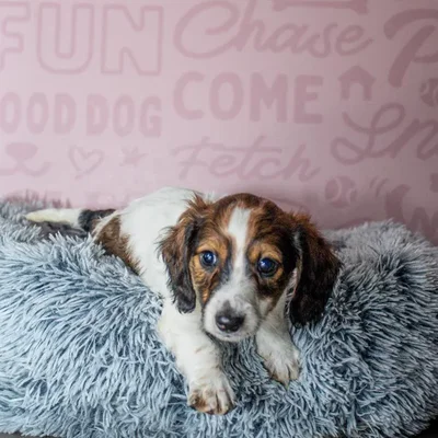 Male Dachshund Puppy for Sale in Greensboro, NC