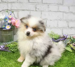 Male Pomeranian puppy named Stitch for sale at Waggles Greensboro.