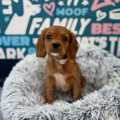 Female Cavapoo Puppy for Sale in Charlotte, NC