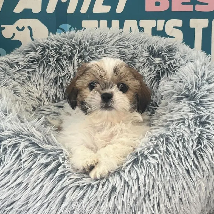 Female Shih Tzu puppy named Winnie for sale at Waggles Charlotte.
