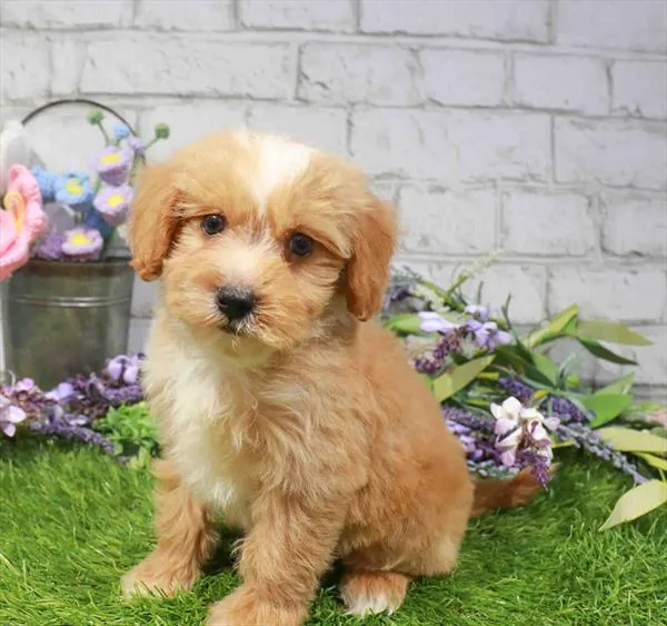 Male Havapoo puppy named Sailor for sale at Waggles Charlotte.