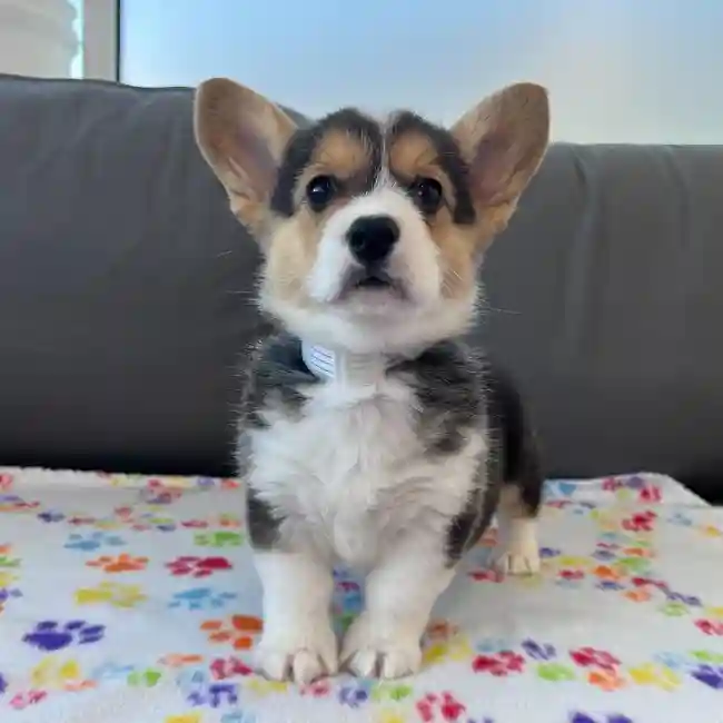 Female Pembroke Welsh Corgi Puppy for Sale in Charlotte, NC