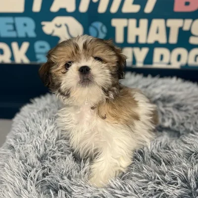 Male Shih Tzu Puppy for Sale in Charlotte, NC