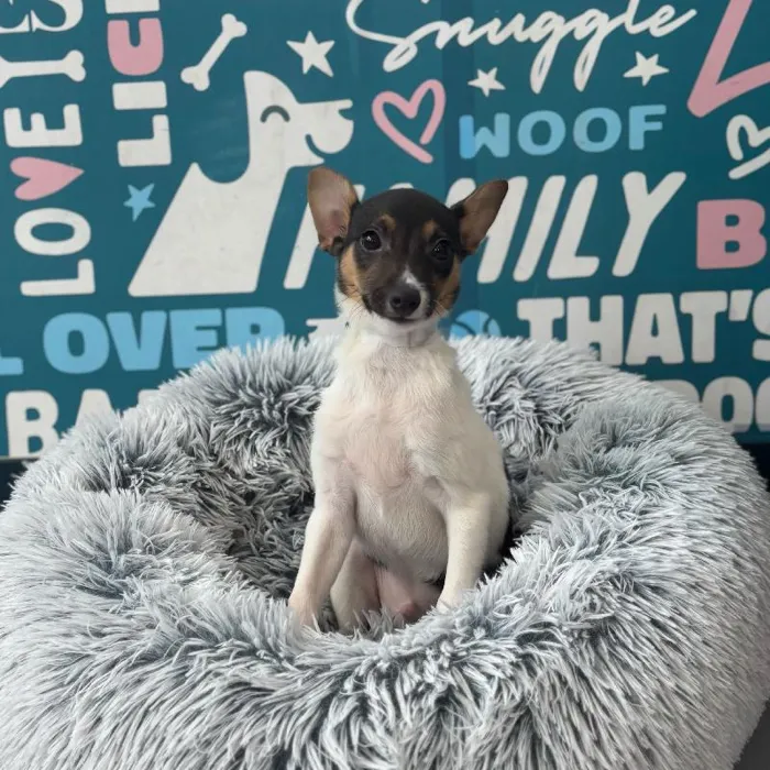 Male Rat Terrier puppy named Forky for sale at Waggles Charlotte.