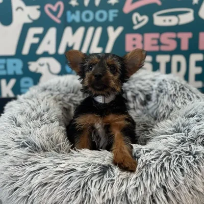 Female Yorkie Puppy for Sale in Charlotte, NC