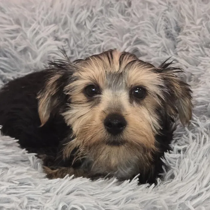 Male Yorkie puppy named Zane for sale at Waggles Raleigh.