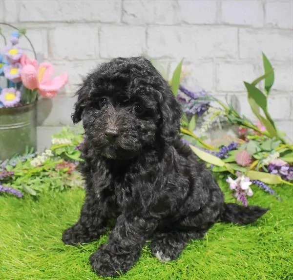 Male Havapoo puppy for sale at Waggles Greensboro.