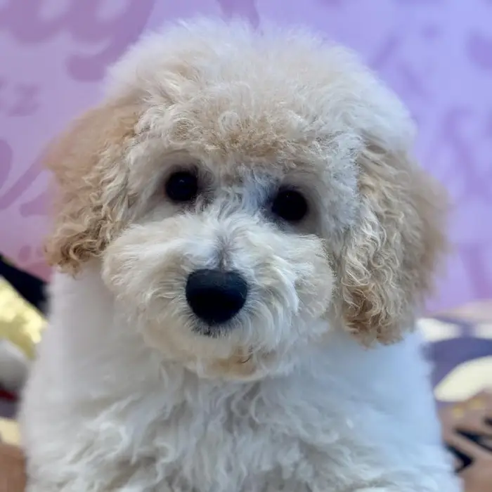 Male Bichapoo Puppy for Sale in Greensboro, NC
