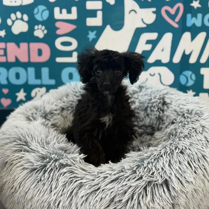 Male Maltipoo puppy named Sid for sale at Waggles Charlotte.
