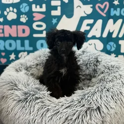 Male Maltipoo puppy named Sid for sale at Waggles Charlotte.