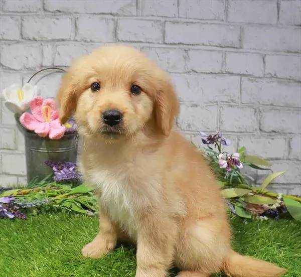 Male Golden Retriever puppy for sale at Waggles Greensboro.