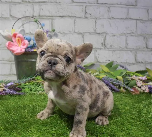 Female French Bulldog puppy named Stella for sale at Waggles Charlotte.