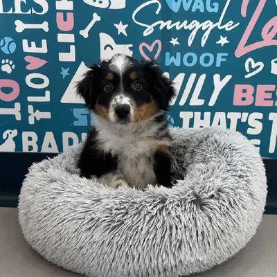Male Mini Aussie Puppy for Sale in Charlotte, NC