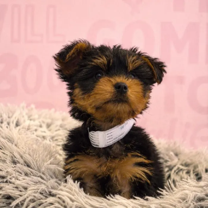 Male Silky Terrier puppy named Luke for sale at Waggles Greensboro.
