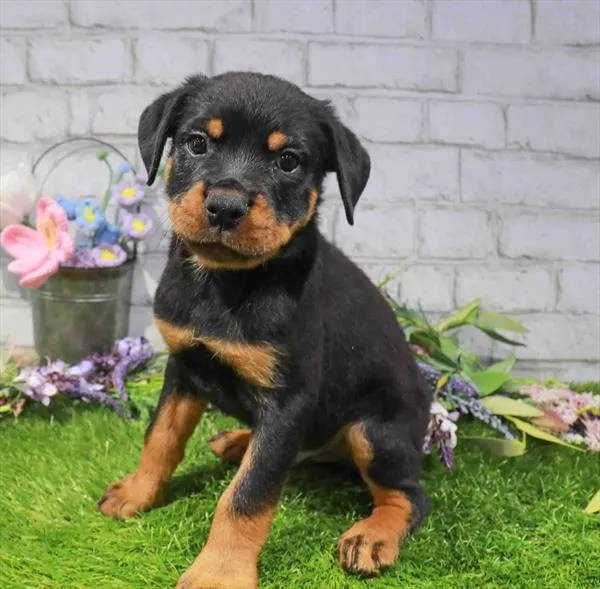 Male Rottweiler puppy named Diego for sale at Waggles Raleigh.