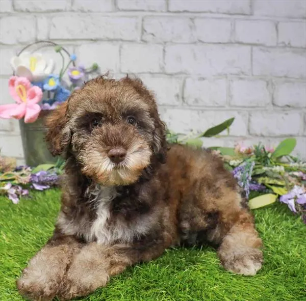 Female Schnoodle puppy named Chandler for sale at Waggles Raleigh.