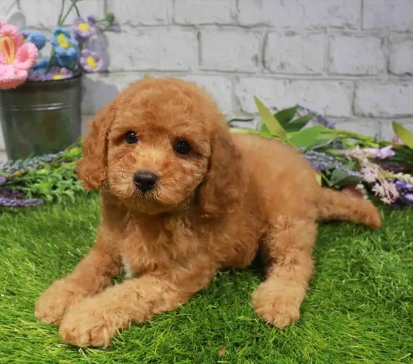 Male Cavapoo puppy named Miles for sale at Waggles Charlotte.