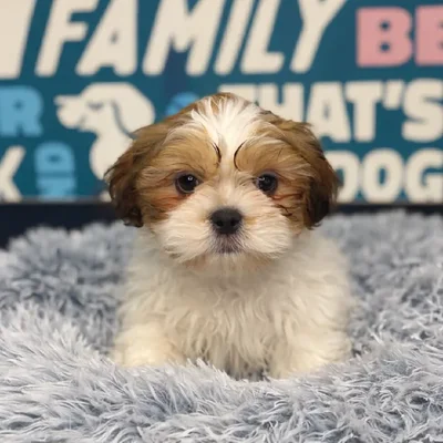 Male Shih Tzu Puppy for Sale in Charlotte, NC