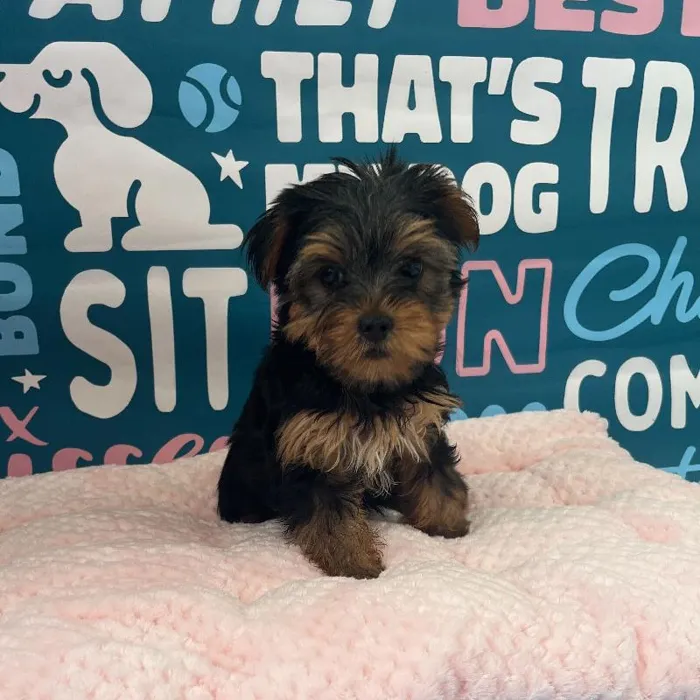 Female Yorkie Puppy for Sale in Charlotte, NC
