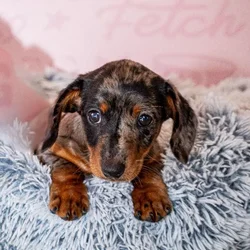 Female Dachshund puppy named Mako for sale at Waggles Greensboro.