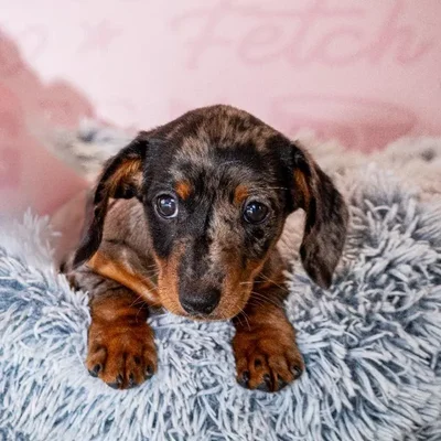 Female Dachshund puppy named Mako for sale at Waggles Greensboro.