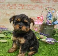 Female Yorkie puppy for sale at Waggles Charlotte.