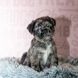 Female Pug puppy named Soleil for sale at Waggles Greensboro.