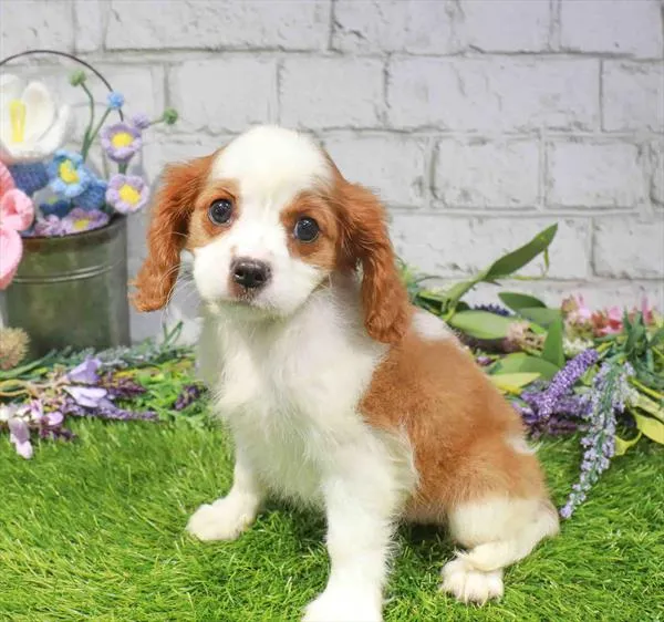 Female Cavalier King Charles Spaniel puppy for sale at Waggles Raleigh.