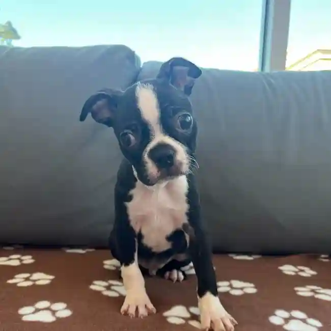 Male Boston Terrier Puppy for Sale in Charlotte, NC