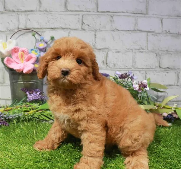 Female Hybrid puppy for sale at Waggles Greensboro.