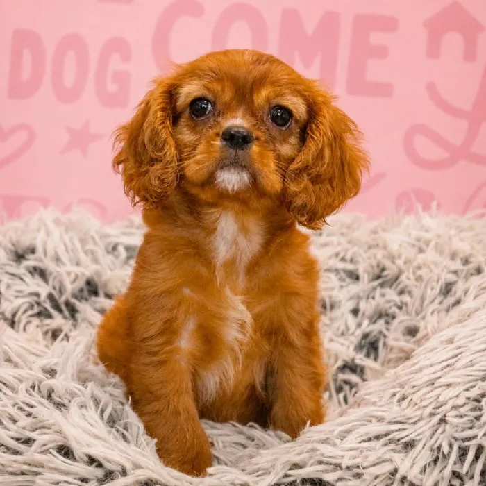 Female Cavalier King Charles Spaniel puppy named Lola for sale at Waggles Greensboro.
