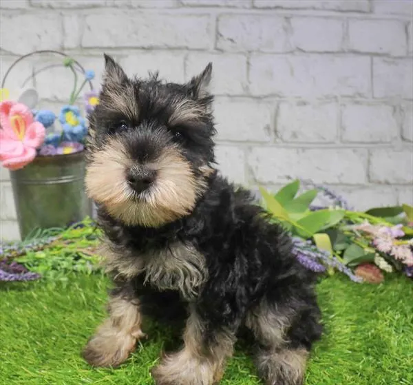 Male Mini Schnauzer puppy named Duke for sale at Waggles Charlotte.