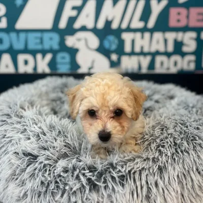 Female Bichapoo Puppy for Sale in Charlotte, NC