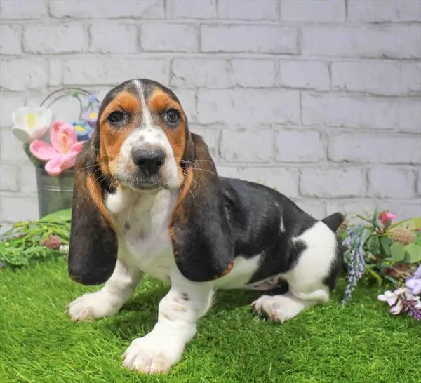 Female Basset Hound puppy named Hazel for sale at Waggles Raleigh.