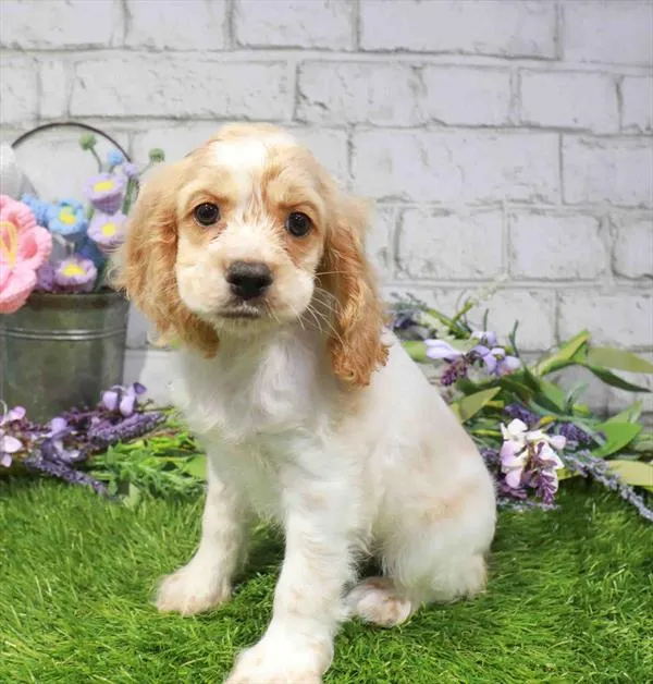 Female Cocker Spaniel puppy named Rebecca for sale at Waggles Raleigh.