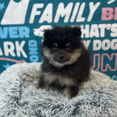 Male Pomeranian Puppy for Sale in Charlotte, NC