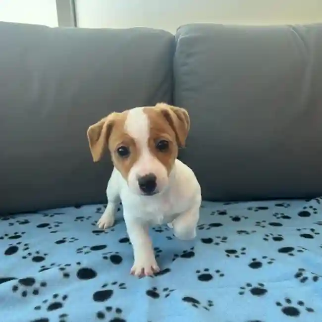 Male Jack Russell Terrier Puppy for Sale in Charlotte, NC