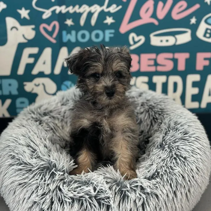Male Pom-A-Poo puppy named Damien for sale at Waggles Charlotte.