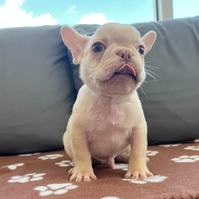 Male French Bulldog Puppy for Sale in Charlotte, NC