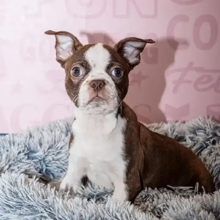 Male Boston Terrier puppy named Sailor for sale at Waggles Greensboro.