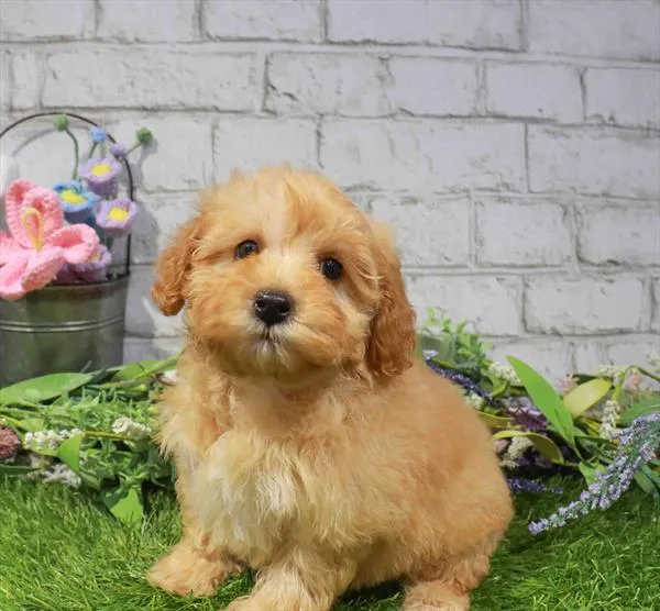 Female Cavapoo puppy named Molly for sale at Waggles Greensboro.