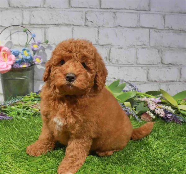 Female Mini Goldendoodle 2Nd Gen puppy named Lucy for sale at Waggles Charlotte.
