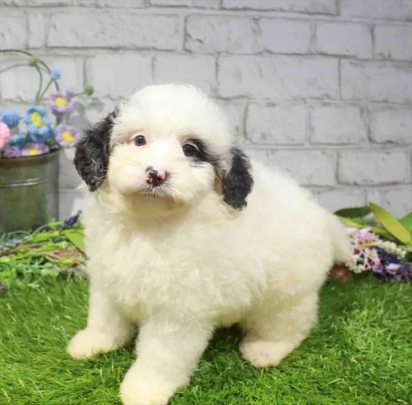 Male Mini Bernedoodle 2Nd Gen puppy named Scout for sale at Waggles Charlotte.