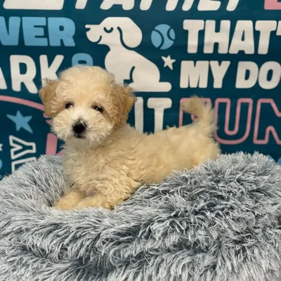 Male Bichapoo Puppy for Sale in Charlotte, NC