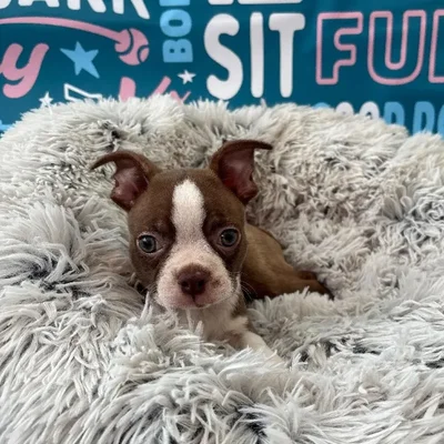 Male Boston Terrier Puppy for Sale in Charlotte, NC