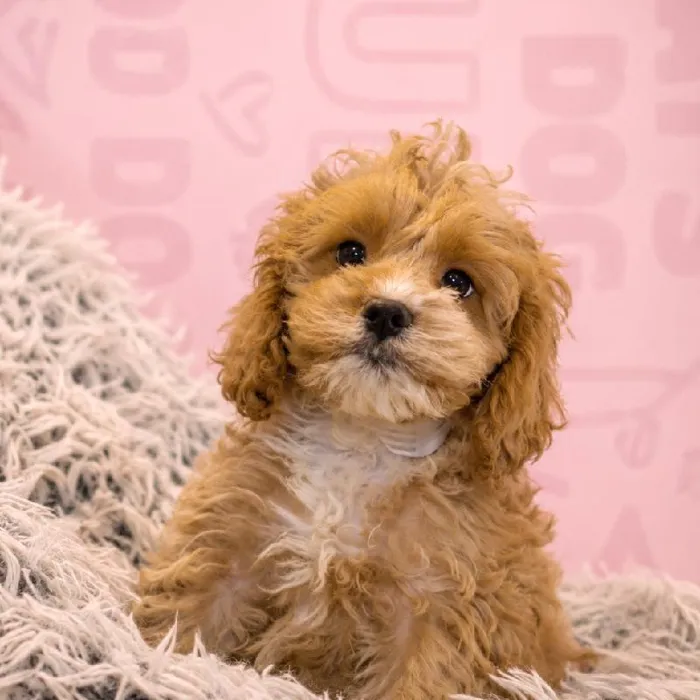 Male Cockapoo puppy named Mac for sale at Waggles Greensboro.